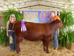 Champion Heifer